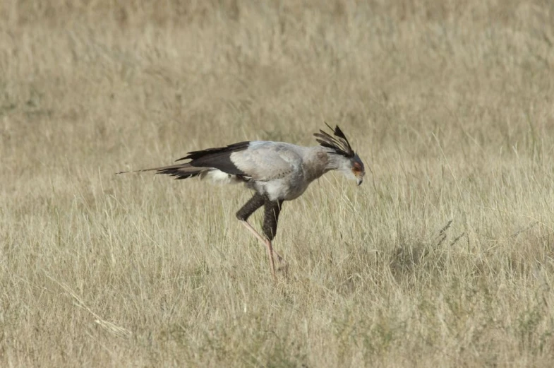 a large bird is running through the grass