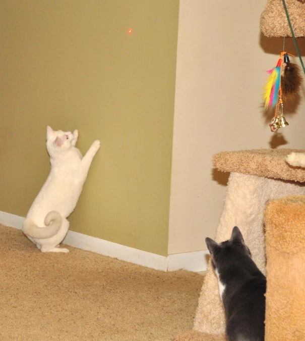 two cats standing in front of their scratch tree looking at one another