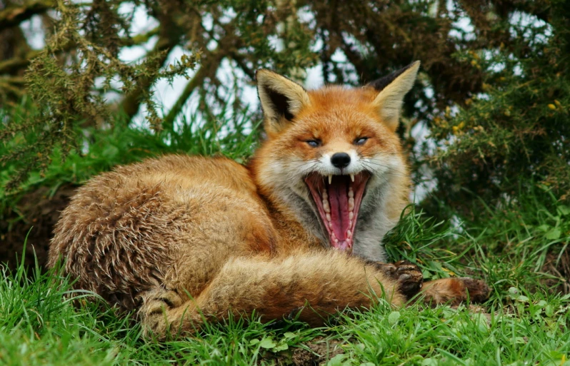 an adult red fox with its mouth open laying in the grass