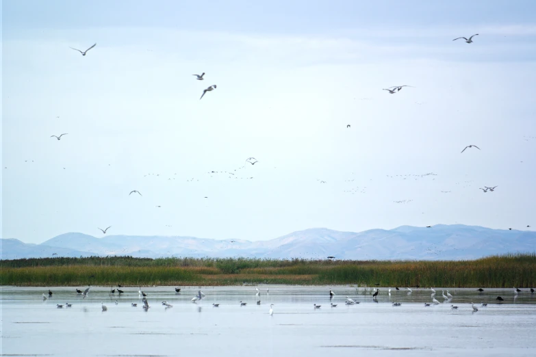 some birds flying over water and trees