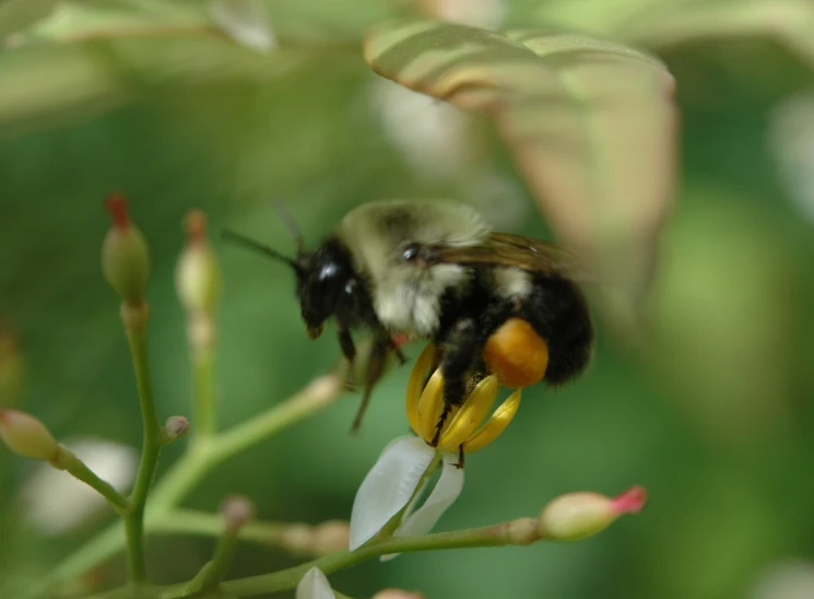 a bee is on a flower with leaves in the background