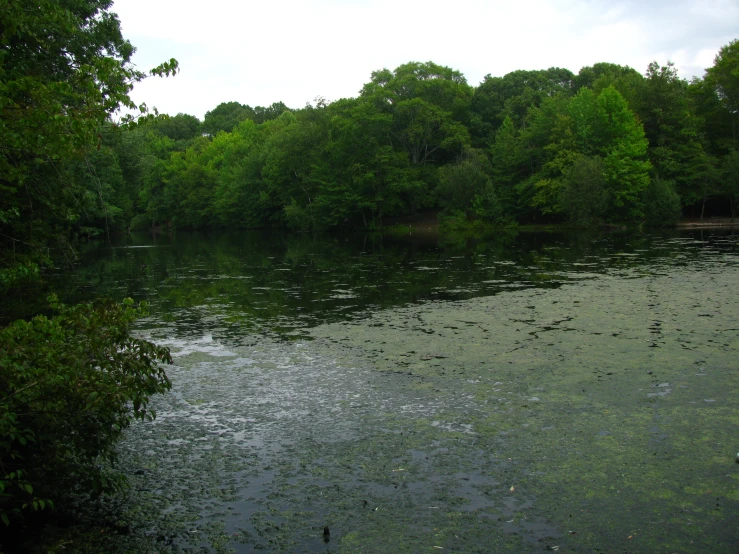 a body of water surrounded by many trees