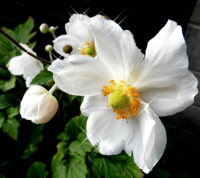 a flower that has flowers and some leaves