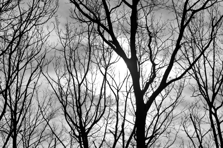 trees with no leaves are shown against a gray sky