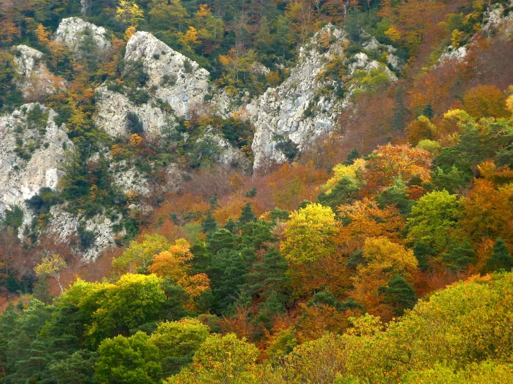 the mountain side has many colored trees in it