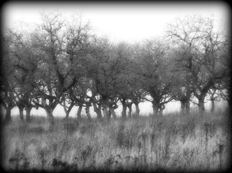 a field full of trees and a person with a horse