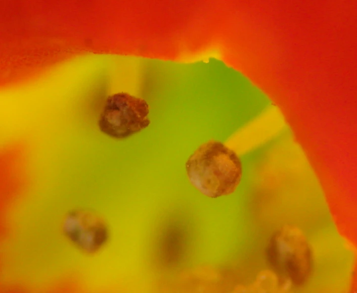 an extreme closeup s of the stamen and buds on a flower