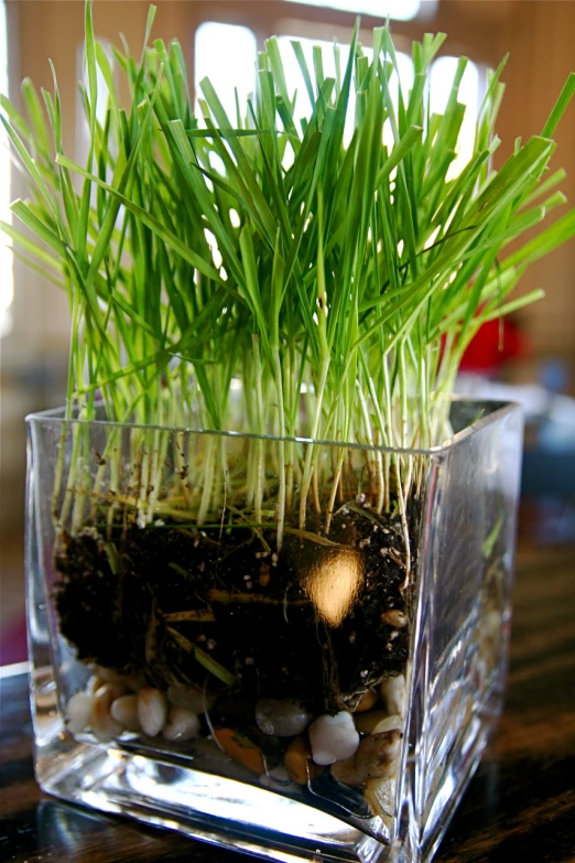 there is a plant growing in the clear vase