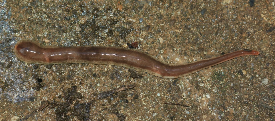 a very brown slug that is on some kind of ground