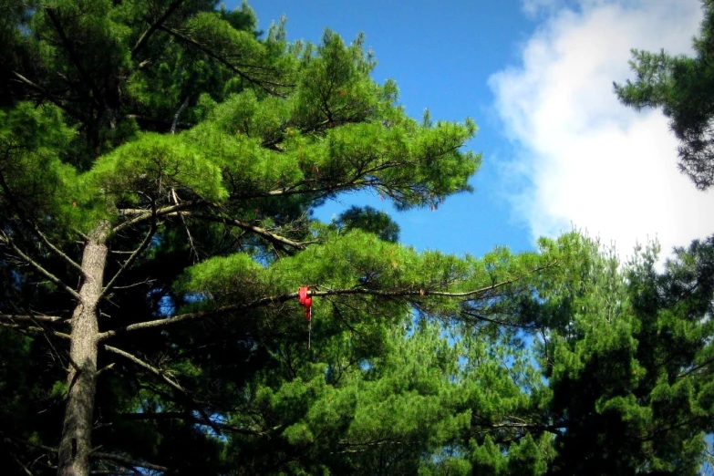 a red kite is tied to the trees