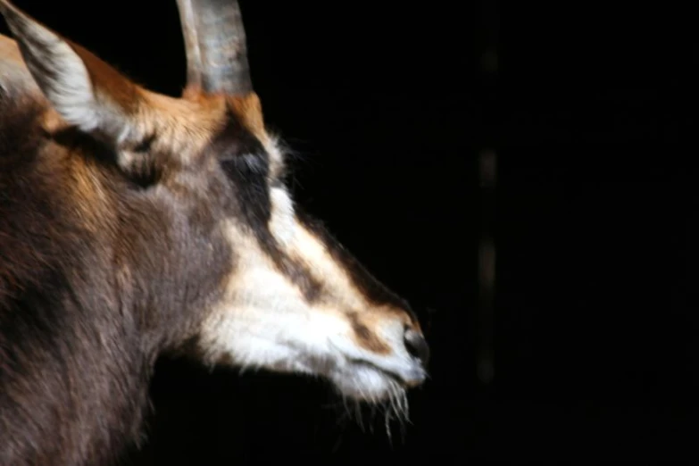 a close up view of a goat's head in the dark