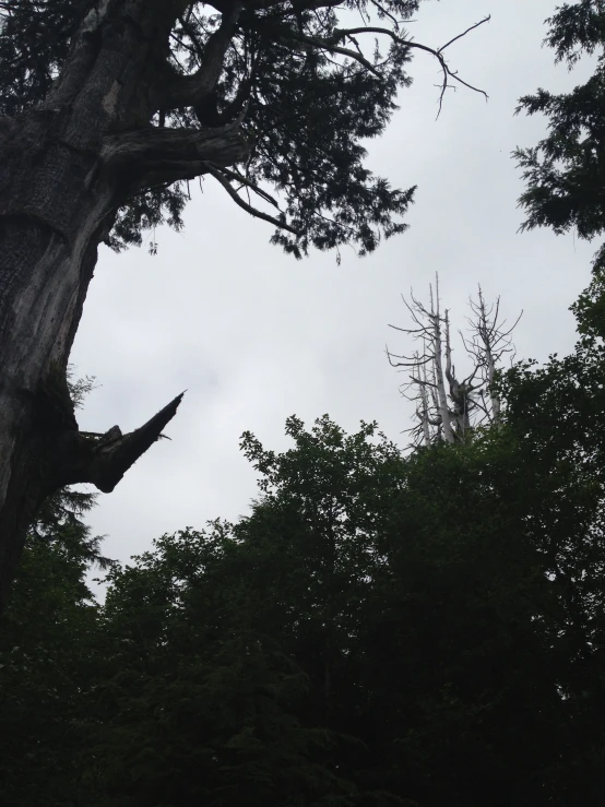 a very large tree sitting in front of a forest