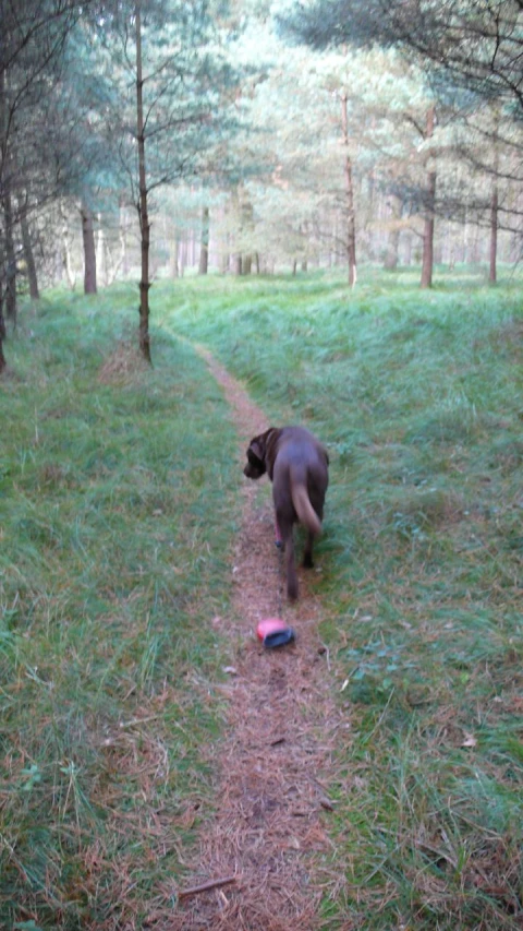 a dog is walking around a field with grass