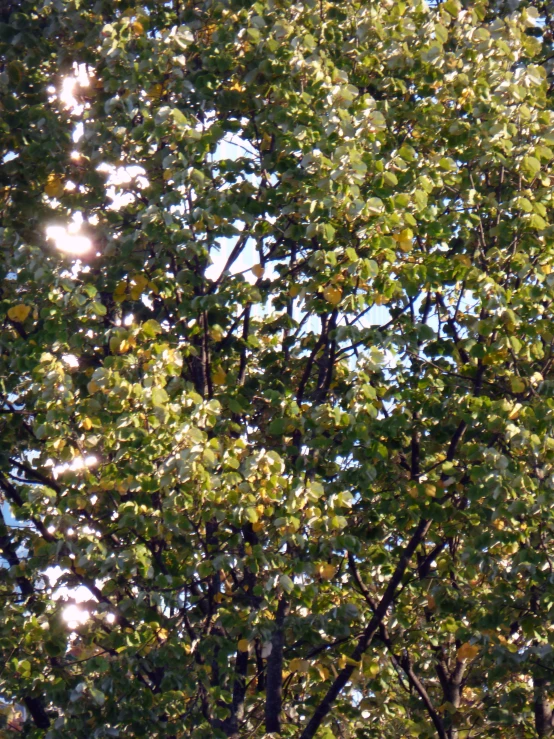 trees are seen under a bright sun through the leaves