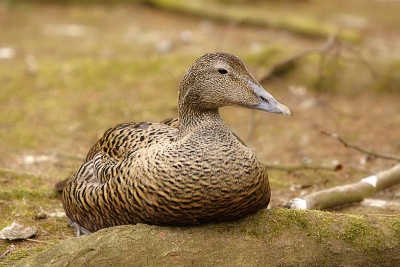 a duck sits on a mossy log