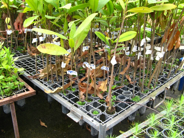 rows of potted plants in multiple stages of growth