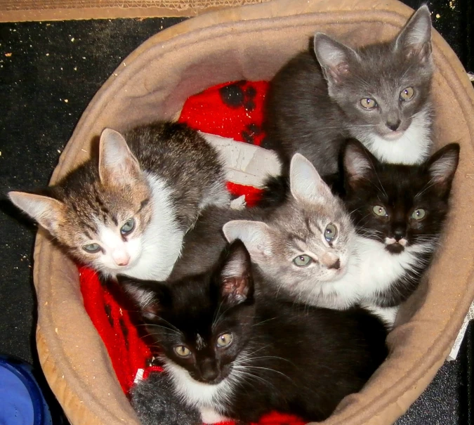 several kittens laying down in a basket on the ground