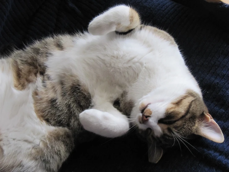 a cat lays on the floor as it lies down