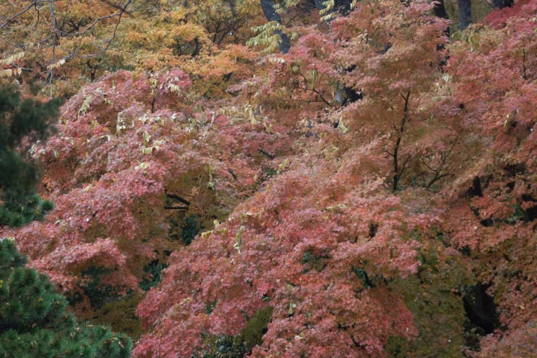 several trees with red leaves and one yellow tree