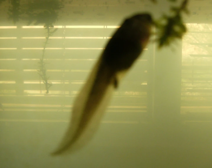 a bird sitting on a nch in front of blinds