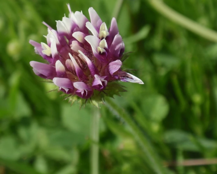 a very nice looking purple flower with green leaves