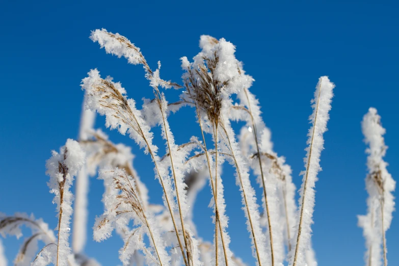 a few stems that are covered in snow