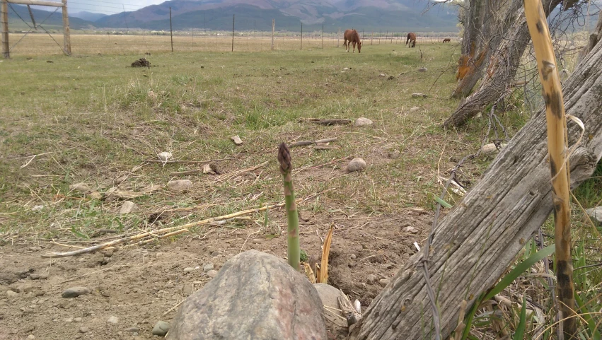 the horse is in the field near the tree