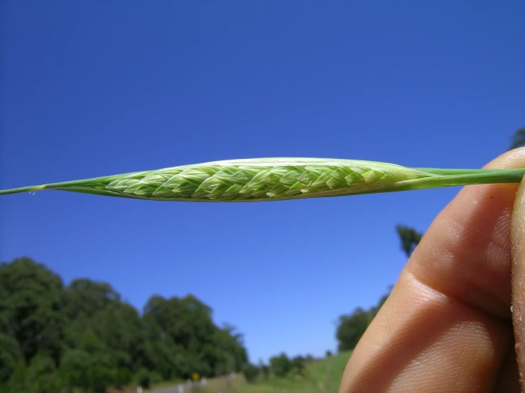 the end of a leaf being held by someone