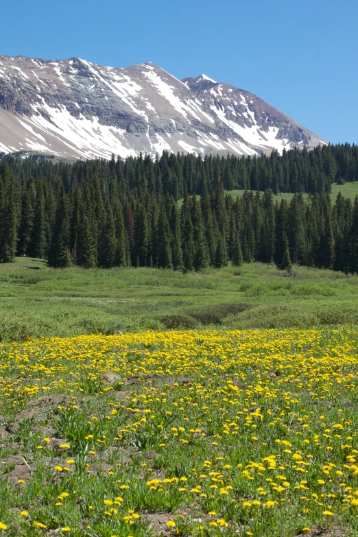 two horses grazing in a field with a mountain behind them