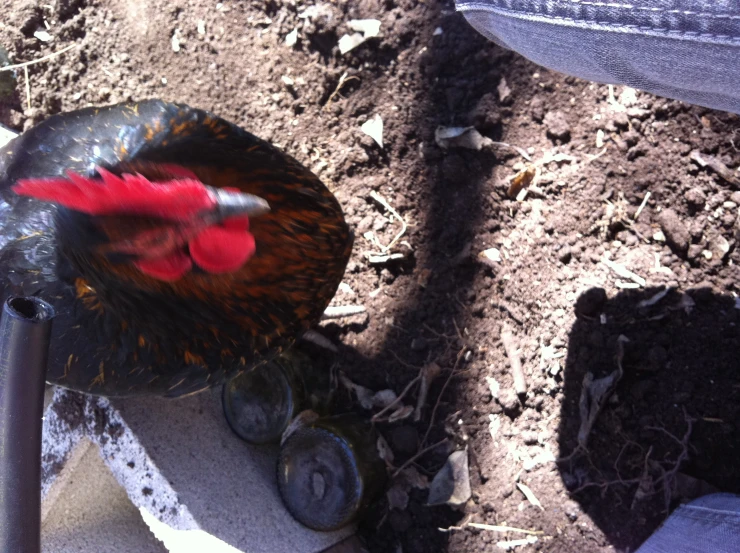 a rooster in the dirt next to a pole