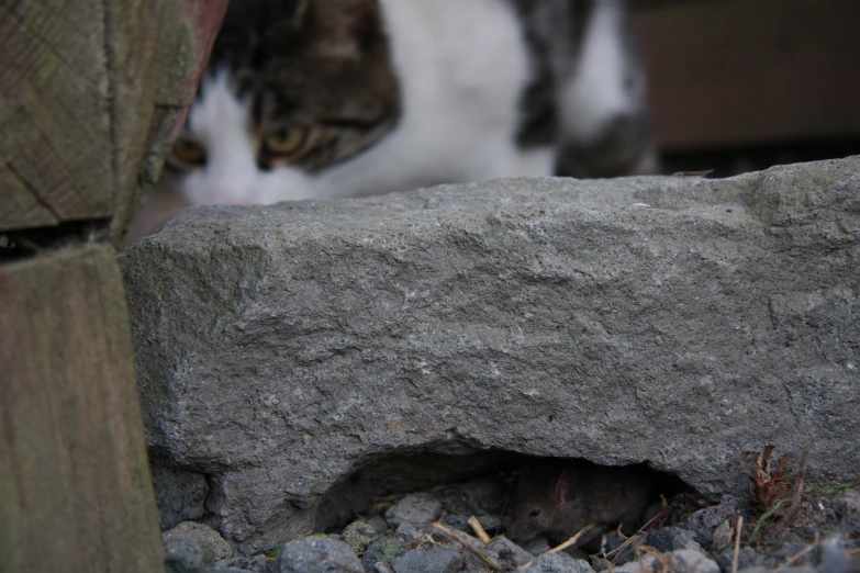 a grey and white cat sitting next to a large rock