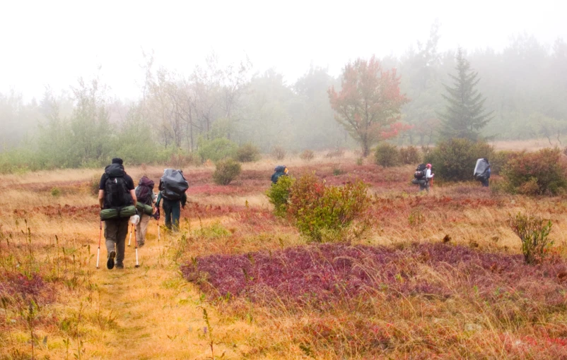 the group of hikers are walking through a dense, foggy forest