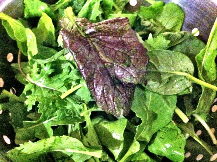 fresh green lettuce leaves and seeds in a pot