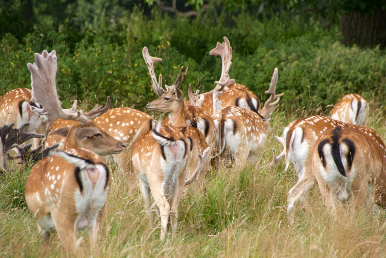 herd of deer grazing in tall grass near bushes