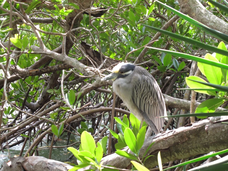 an bird is perched in the nches of a tree