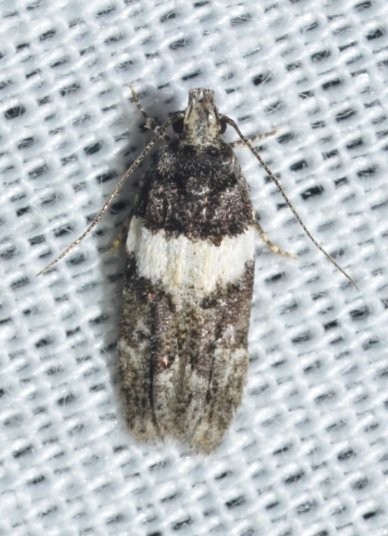 a close up of a small insect on a sheet of fabric