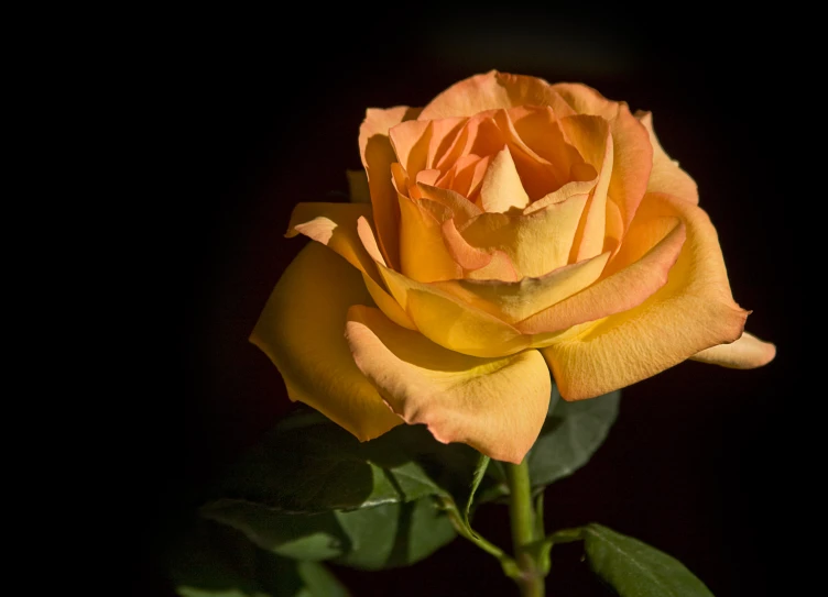 a yellow rose is pographed against the black background