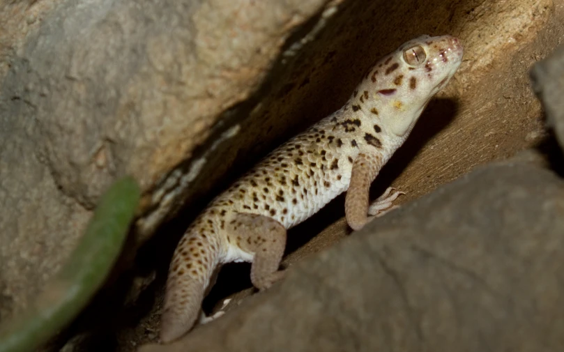 a lizard is hiding in the side of a rock