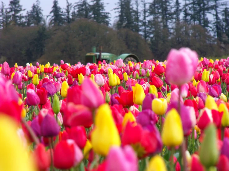 there are lots of flowers in a field