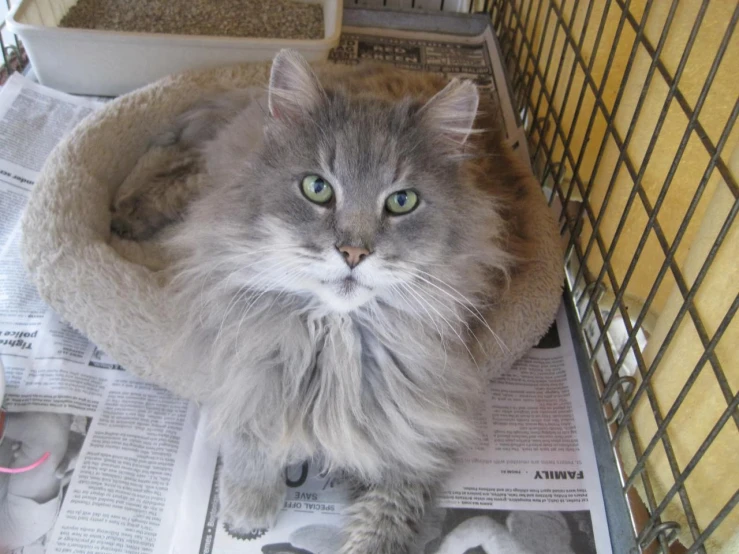 the grey cat is sitting on the newspaper