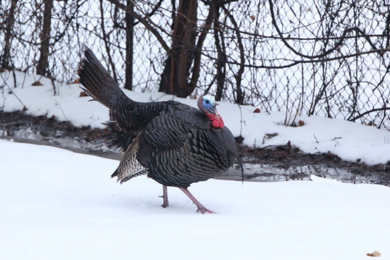 two turkeys are walking in the snow in the yard