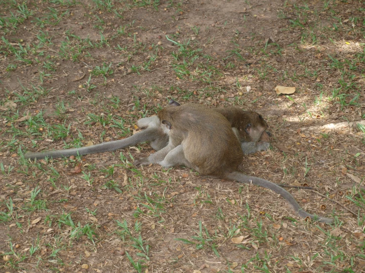 a small monkey is sitting in the grass