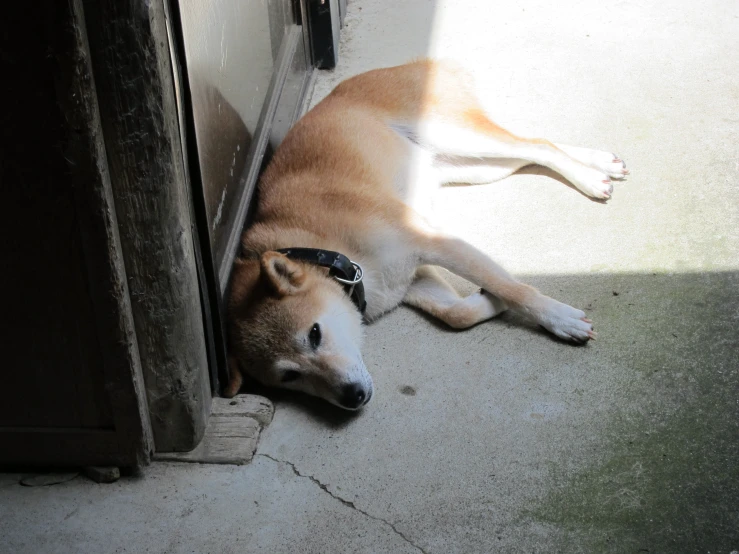 an adorable brown and white dog with glasses laying on the ground by door