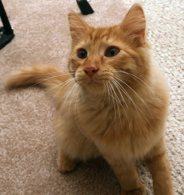 a yellow kitten sits on the floor and stares straight into the camera