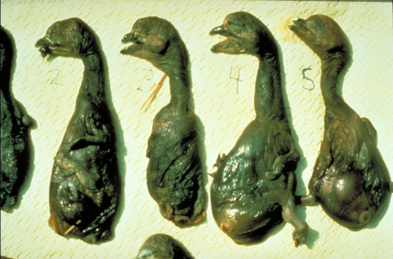 five different size ducks with brown fur
