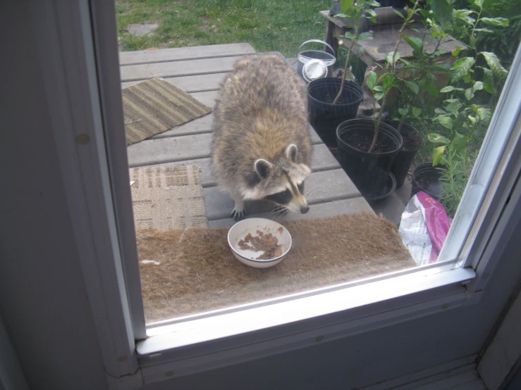 there is a rac eating out of a bowl on the porch