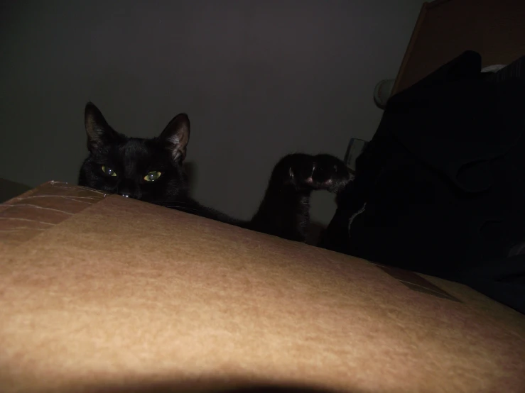 the black cat is standing on top of the couch