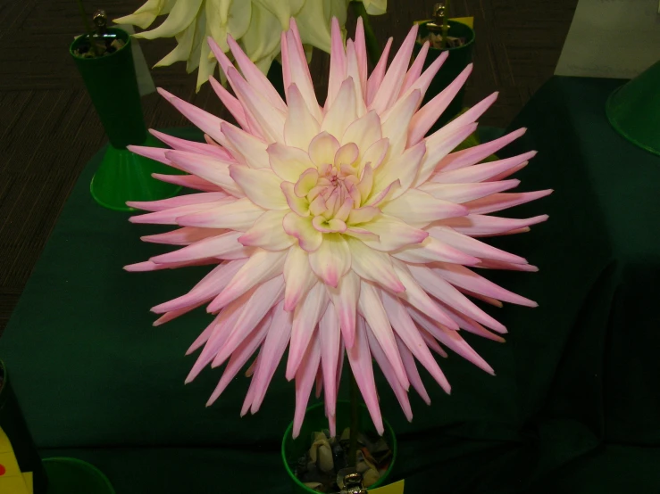 the pink flowers have long spiky petals