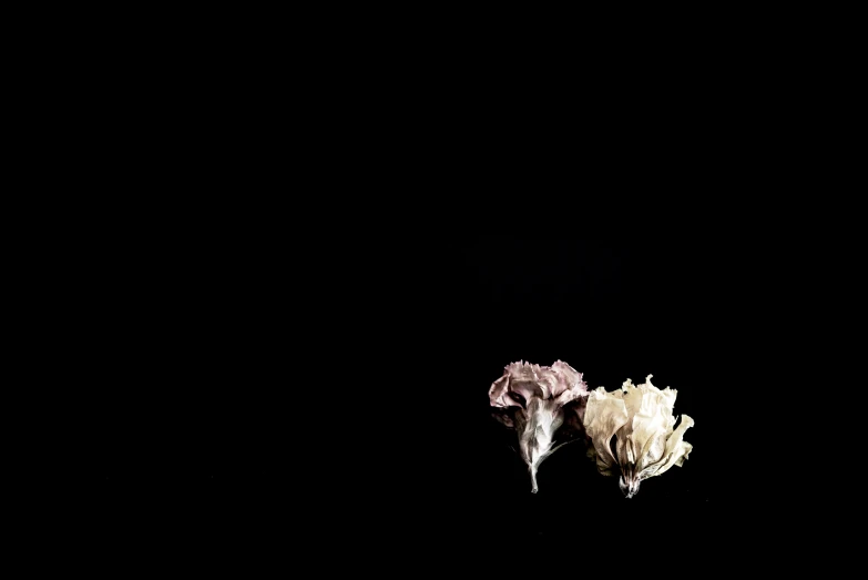 a white and pink flower on the ground at night