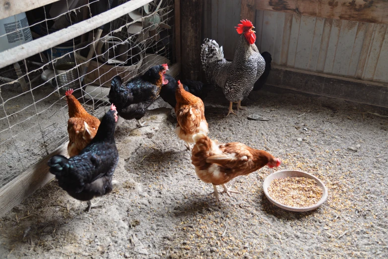 several chickens in a pen eating feed out of bowls